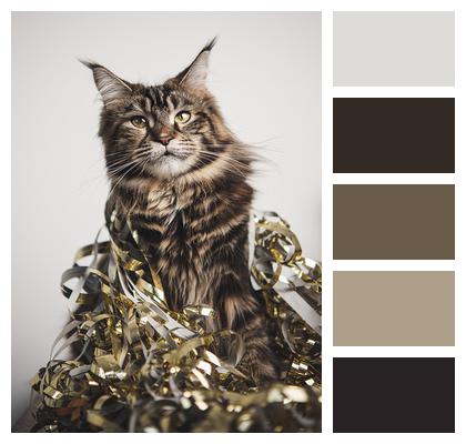 Party Cat Maine Coon Image
